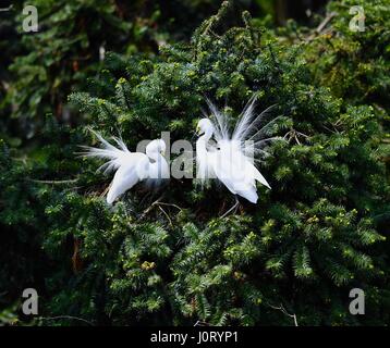 Nanchang, cinese della provincia di Jiangxi. Xiv Apr, 2017. Garzette sono visti al Xiangshan Forest Park di Nanchang City, a est della capitale cinese della provincia di Jiangxi, 14 aprile 2017. Credito: Hu Chenhuan/Xinhua/Alamy Live News Foto Stock