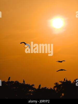 Nanchang, cinese della provincia di Jiangxi. Xiv Apr, 2017. Garzette volare oltre la Xiangshan Forest Park di Nanchang City, a est della capitale cinese della provincia di Jiangxi, 14 aprile 2017. Credito: Hu Chenhuan/Xinhua/Alamy Live News Foto Stock