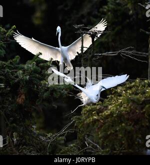Nanchang, cinese della provincia di Jiangxi. Xiv Apr, 2017. Garzette sono visti al Xiangshan Forest Park di Nanchang City, a est della capitale cinese della provincia di Jiangxi, 14 aprile 2017. Credito: Hu Chenhuan/Xinhua/Alamy Live News Foto Stock