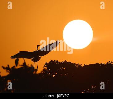 Nanchang, cinese della provincia di Jiangxi. Xiv Apr, 2017. Un Airone sorvola la Xiangshan Forest Park di Nanchang City, a est della capitale cinese della provincia di Jiangxi, 14 aprile 2017. Credito: Hu Chenhuan/Xinhua/Alamy Live News Foto Stock