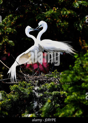 Nanchang, cinese della provincia di Jiangxi. Xiv Apr, 2017. Garzette sono visti al Xiangshan Forest Park di Nanchang City, a est della capitale cinese della provincia di Jiangxi, 14 aprile 2017. Credito: Hu Chenhuan/Xinhua/Alamy Live News Foto Stock