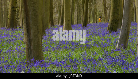 Bluebells in legno Badbury Foto Stock