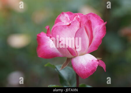 Rosa Rose Gaujard' Foto Stock