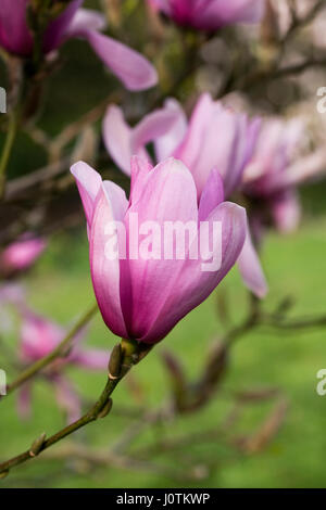 Magnolia 'Caerhays sorpresa' Fiori. Foto Stock