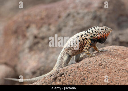 Galapagos lucertola di lava maschio (Microlophus albemarlensis) Foto Stock