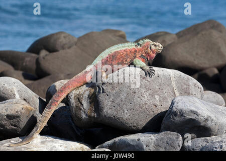 Marino Iguana maschile in colori della stagione riproduttiva crogiolarsi al sole su una roccia lavica, Espanola Island, Galapagos Islands (Amblyrhynchus cristatus) Foto Stock