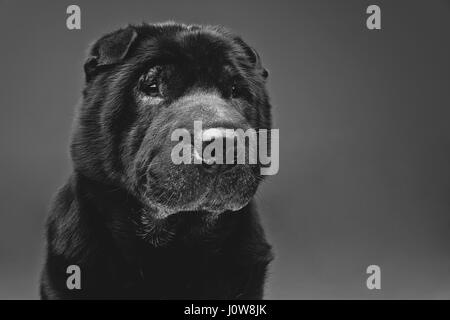 Bella e antica razza nera Shar Pei dog sitter su sfondo grigio. Copia dello spazio. Foto Stock