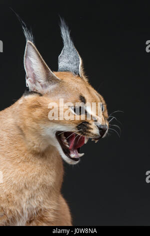 Bella Lynx caracal 6 mesi gattino seduto su sfondo nero. Studio shot. Copia dello spazio. Foto Stock