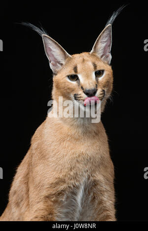 Bella Lynx caracal 6 mesi gattino seduto su sfondo nero. Studio shot. Copia dello spazio. Foto Stock