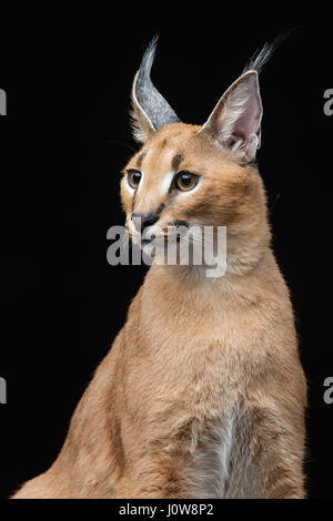 Bella Lynx caracal 6 mesi gattino seduto su sfondo nero. Studio shot. Copia dello spazio. Foto Stock