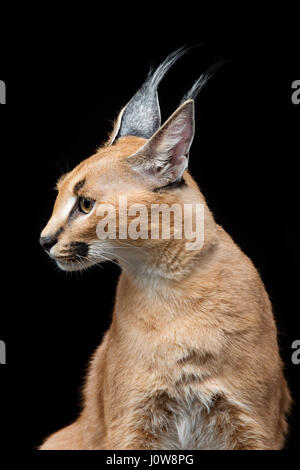 Bella Lynx caracal 6 mesi gattino seduto su sfondo nero. Studio shot. Copia dello spazio. Foto Stock