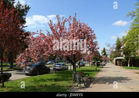 UZHGOROD, Ucraina - 14 Aprile 2017: fioritura rosa sakura alberi per le strade della città di Uzhgorod, Transcarpathia, Ucraina. Sakura può essere trovato in molti Foto Stock