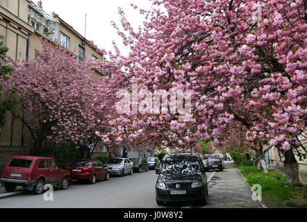 UZHGOROD, Ucraina - 14 Aprile 2017: fioritura rosa sakura alberi per le strade della città di Uzhgorod, Transcarpathia, Ucraina. Sakura può essere trovato in molti Foto Stock