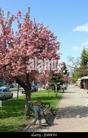 UZHGOROD, Ucraina - 14 Aprile 2017: fioritura rosa sakura alberi per le strade della città di Uzhgorod, Transcarpathia, Ucraina. Sakura può essere trovato in molti Foto Stock