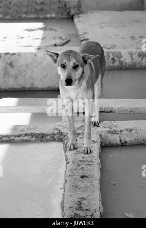Cane in conceria di Medina, Marrakech Marocco, Gennaio 2017 Foto Stock