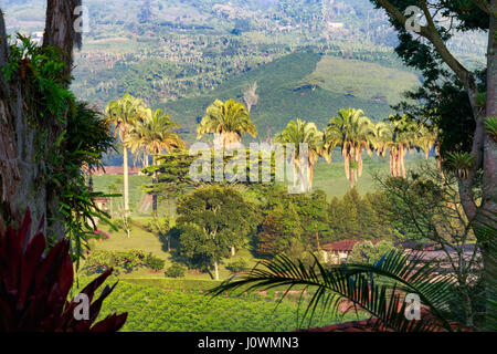 La mattina presto si illumina le palme in una piantagione di caffè nei pressi di Manizales (Colombia). Foto Stock