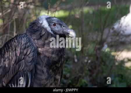 Condor andino, Vultur gryphus, Cathartidae, Sud America Foto Stock