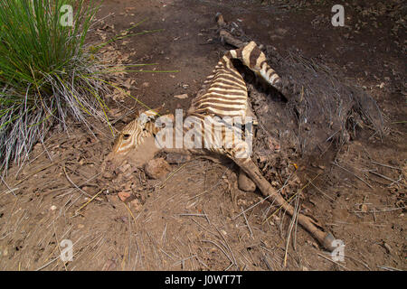 Burchells Equua Zebra quagga burcheliii morti bloccata nel fango a essiccato fino foro di acqua Foto Stock