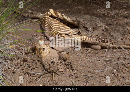 Burchells Equua Zebra quagga burcheliii morti bloccata nel fango a essiccato fino foro di acqua Foto Stock
