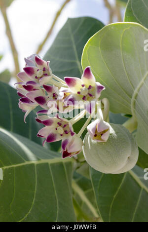 Viola fiori di punta di Sodoma Apple, vicino, preso in Curacao. Foto Stock