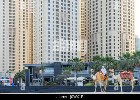Dubai - gennaio 25: chiusura del beduino, a dorso di un cammello di fronte a Dubai Marina grattacieli residenziali e alberghi a gennaio 25, 2017. Foto Stock