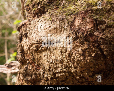Un elevato dettaglio di Macro sulla corteccia di un albero con un sacco di texture e di crepe e modelli naturali in bella luce guardando molto sorprendente e impressionante Foto Stock