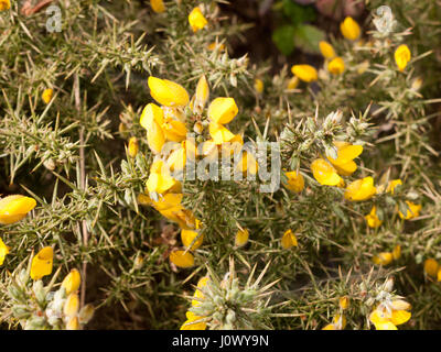 Gorse giallo le teste dei fiori in primavera della luce del sole dorato e luminoso, bella e verde rami pungenti Foto Stock