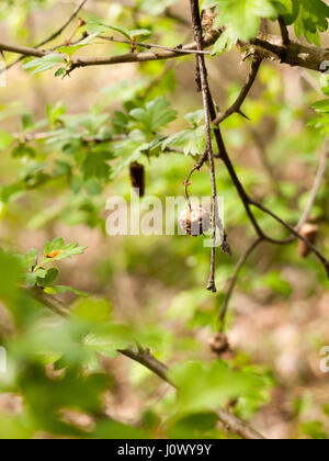 Una stretta fino a dondolare morti Berry nel bosco su un ramo marrone e decadeva in primavera e Bokeh di fondo Foto Stock