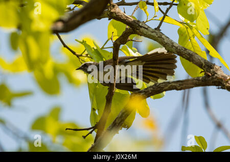 Bianco-browed fiocco (Rhipidura aureola), Cambogia Foto Stock