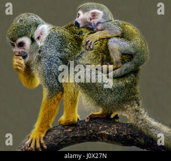 Scimmia di scoiattolo bambino portando sulle spalle, Knysna, Western Cape, Sud Africa Foto Stock