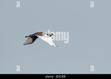 Il Bengala Florican (Houbaropsis bengalensis) in volo, Cambogia Foto Stock