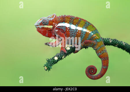 Panther chameleon sul ramo, Indonesia Foto Stock