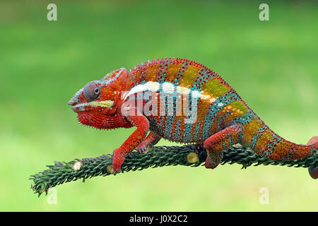 Panther chameleon sul ramo, Indonesia Foto Stock