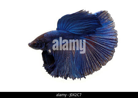 Ritratto di una betta pesce, Indonesia Foto Stock