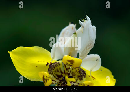 Orchid mantis seduto sul fiore, Indonesia Foto Stock