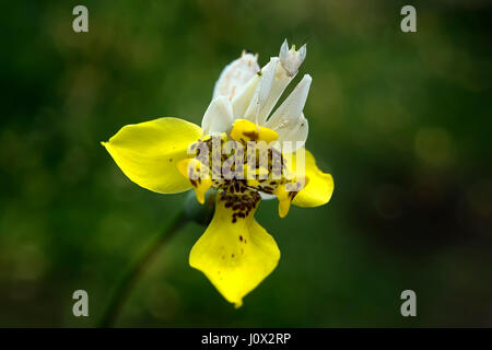 Orchid mantis seduto sul fiore, Indonesia Foto Stock