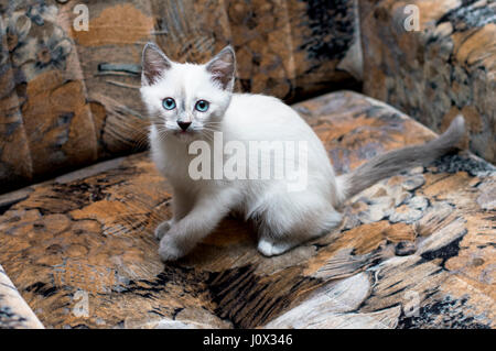 Snow-White Thai gattino su una sedia, un soggetto gattini Foto Stock