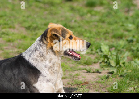 Ritratto di razza mista femmina randagi cani giacente su un terreno a soleggiata giornata di primavera Foto Stock