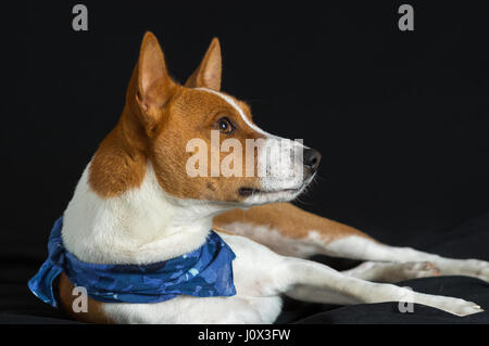 Ritratto di elegante basenji cane maschio giacente su una superficie nera Foto Stock