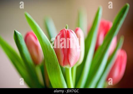 Rosso aperto delle nazioni unite i tulipani Foto Stock