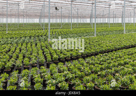 Serra olandese con coltivazione di piante Skimmia Foto Stock