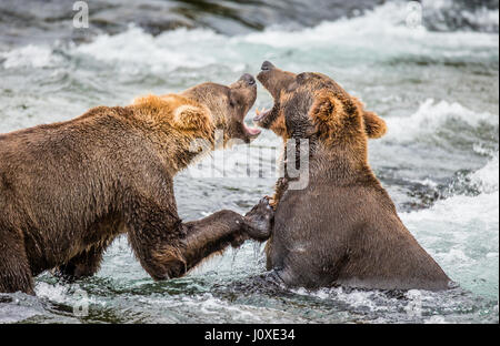 Due orsi bruni gioca con ogni altra nell'acqua. Stati Uniti d'America. L'Alaska. Kathmai Parco Nazionale. Grande illustrazione. Foto Stock