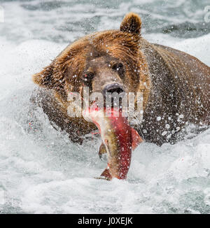 Orso bruno con il salmone nella sua bocca. Stati Uniti d'America. L'Alaska. Kathmai Parco Nazionale. Grande illustrazione. Foto Stock