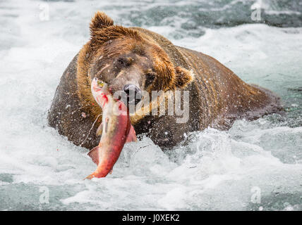 Orso bruno con il salmone nella sua bocca. Stati Uniti d'America. L'Alaska. Kathmai Parco Nazionale. Grande illustrazione. Foto Stock