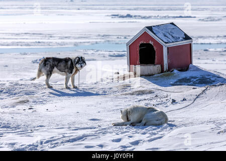 Cani Husky in Ilulissat Foto Stock