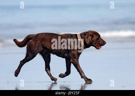 Il cane su una spiaggia, costa del Pacifico in Ecuador Foto Stock