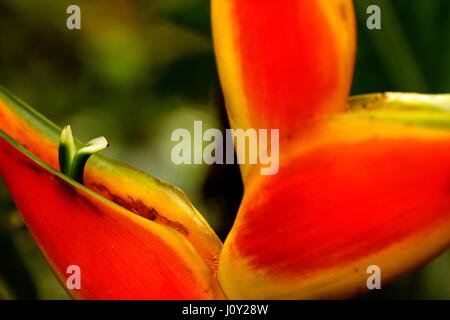 Fiore Heliconia dalla foresta amazzonica Foto Stock