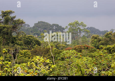 Foresta pluviale in Yasuni National Park, Ecuador Foto Stock