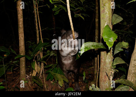 Il tapiro in yasuni national park, Ecuador Foto Stock