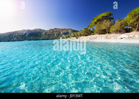 Santa Giulia spiaggia sabbiosa con pini e l'azzurro acqua chiara, Corsica, Francia, Europa Foto Stock